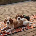 Gracie und Bonny ganz entspannt auf der Terrasse