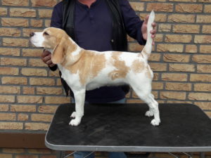 Crazy Walkers Golden Grace - Gracie - (Ob-La-Di's the Warlock Ganon X Crazy Walkers Duchess Dayna